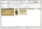 Karteikarte zum Syntyp von Lagena tuberculata Karrer, 1870